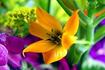 Tapety Kvety 24405 - samolepiaca